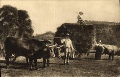 CPA Folklore Auvergne La fenaison Cheval