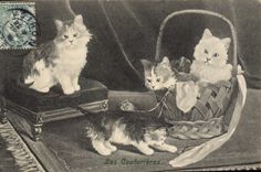 CPA Chat Chats Chaton Les couturieres 
