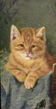 CPA Chat Chats Chaton 