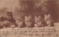 CPA Chat Chats Chaton A l'ecole 