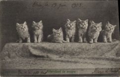 CPA Chat Chats Chaton Attendant la soupe 
