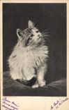 CPA Chat Chats Chaton 