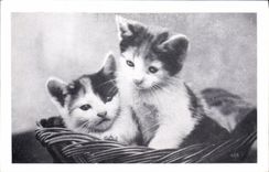 CPA Chat Chats Chaton 
