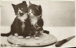 CPA Chat Chats Chaton 