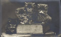 CPA Chat Chats Chaton 
