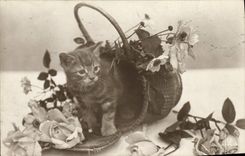 CPA Chat Chats Chaton 