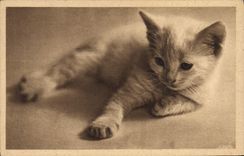 CPA Chat Chats Chaton 