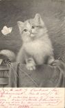 CPA Chat Chats Chaton Papillon