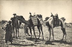 CPA Militaria Au Sahara Chameau Dromadaire 