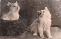 CPA Chat chats Chaton 