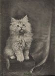 CPA Chat chats Chaton 