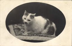 CPA Chat chats Chaton 