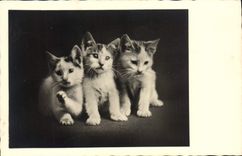 CPA Chat chats Chaton 