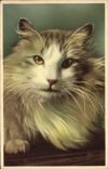 CPA Chat chats Chaton 