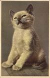 CPA Chat chats Chaton 