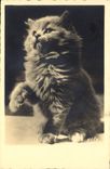 CPA Chat chats Chaton 