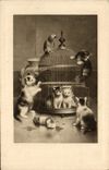CPA Chat chats Chaton Perroquet Oiseau