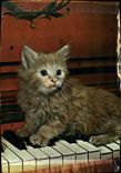 CPM Chat chats Chaton 
