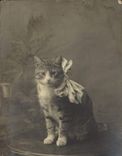 CPA Chat chats Chaton 