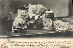 CPA Chat chats Chaton 