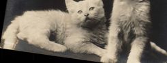 CPA Chat chats Chaton 