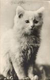 CPA Chat chats Chaton 