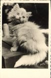 CPA Chat chats Chaton 