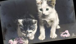CPA Chat chats Chaton 