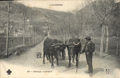 CPA Folklore Auvergne Attelage Auvergnat