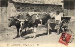 CPA Folklore Auvergne Attelage Auvergnat Enfant