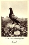 CPA Colombe Colombophilie Colombogrammedu commandant Raynal