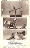 VINTAGE POSTCARD Darben Birds Its birds actors Parakeets