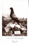 CPA Colombe Colombophilie Colombogramme du commandant Raynal Fort de Vaux Militaria 