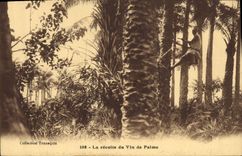 VINTAGE POSTCARD Negro Black Man the palm wine harvest