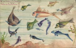 VINTAGE POSTCARD (drawing with the hand) Poisson