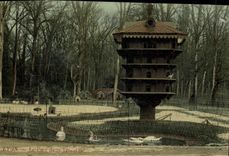 VINTAGE POSTCARD Dove Lyon Pigeon fancying the park of the pigeon Gold Head