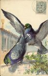 VINTAGE POSTCARD Dove Pigeon fancying (chart toilee)