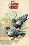 CPA Colombe Colombophilie 