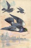 CPA Colombophilie Pigeons