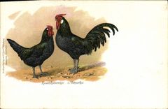 CPA Coq Rosenkammige Minorka 