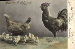 CPA Coq Cochon Porc 