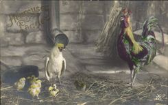 CPA Coq Enfant 