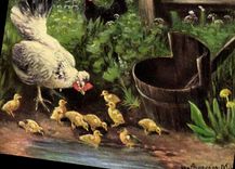 CPA Poule Poussins 