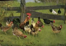 CPA Coq Poule Poussins 