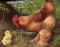 CPA Poule Poussin 
