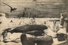 VINTAGE POSTCARD Polaire North America Gauss surrounds by the animals antarctic Palais of the sea German Section