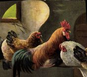 CPA Coq Poule 