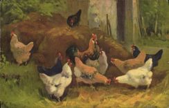 CPA Coq Poule 