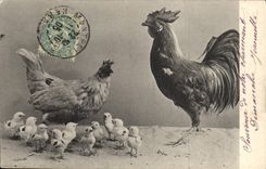 CPA Coq Poule 