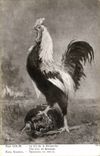 CPA Coq Poule Le cri de la revanche Militaria Paul colin